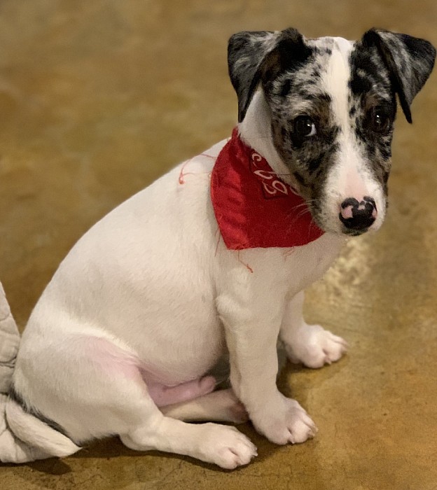 Jack russel blue store merle